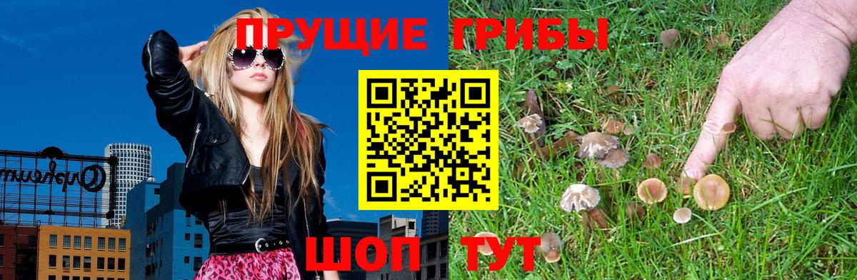 Псилоцибиновые грибы Psilocybe Тимашёвск